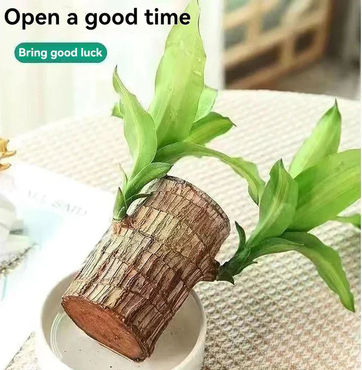 😌 Brazil Wood Potted Plant🍀 [Buy 1 Get 1 Free] - shops-home.com