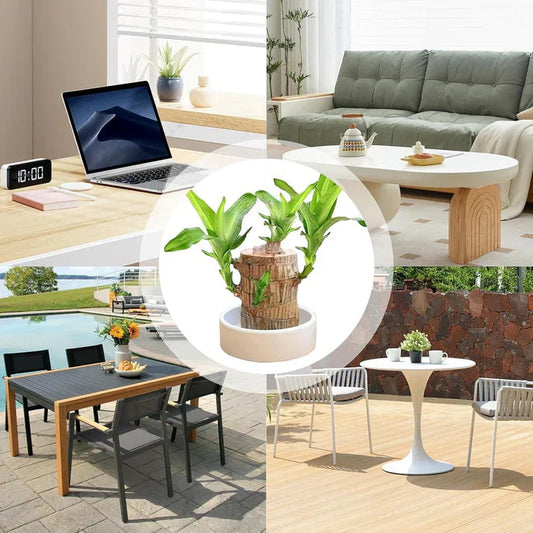 😌 Brazil Wood Potted Plant🍀 [Buy 1 Get 1 Free] - shops-home.com
