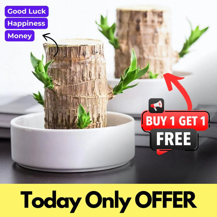 😌 Brazil Wood Potted Plant🍀 [Buy 1 Get 1 Free] - shops-home.com