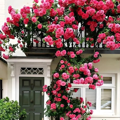 Elegant Climbing Rose Flower Seeds - shops-home.com