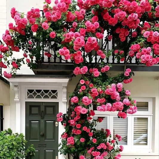 Elegant Climbing Rose Flower Seeds - shops-home.com