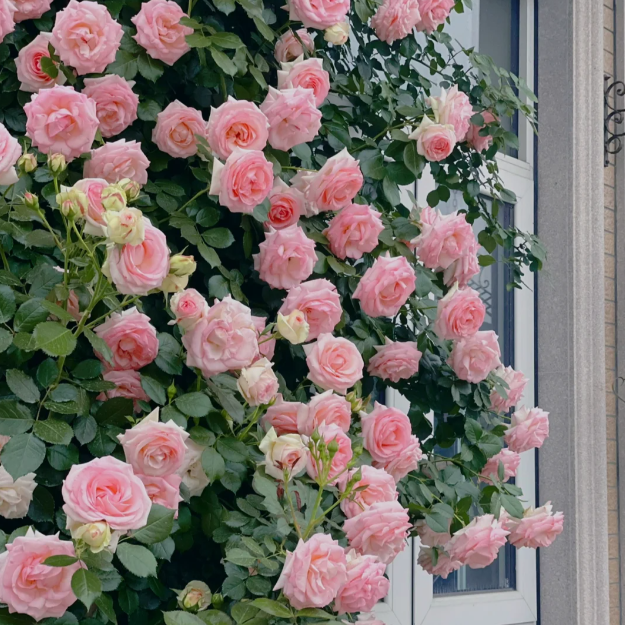 Elegant Climbing Rose Flower Seeds - shops-home.com